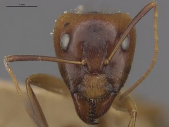 Media type: image;   Entomology 510630 Aspect: head